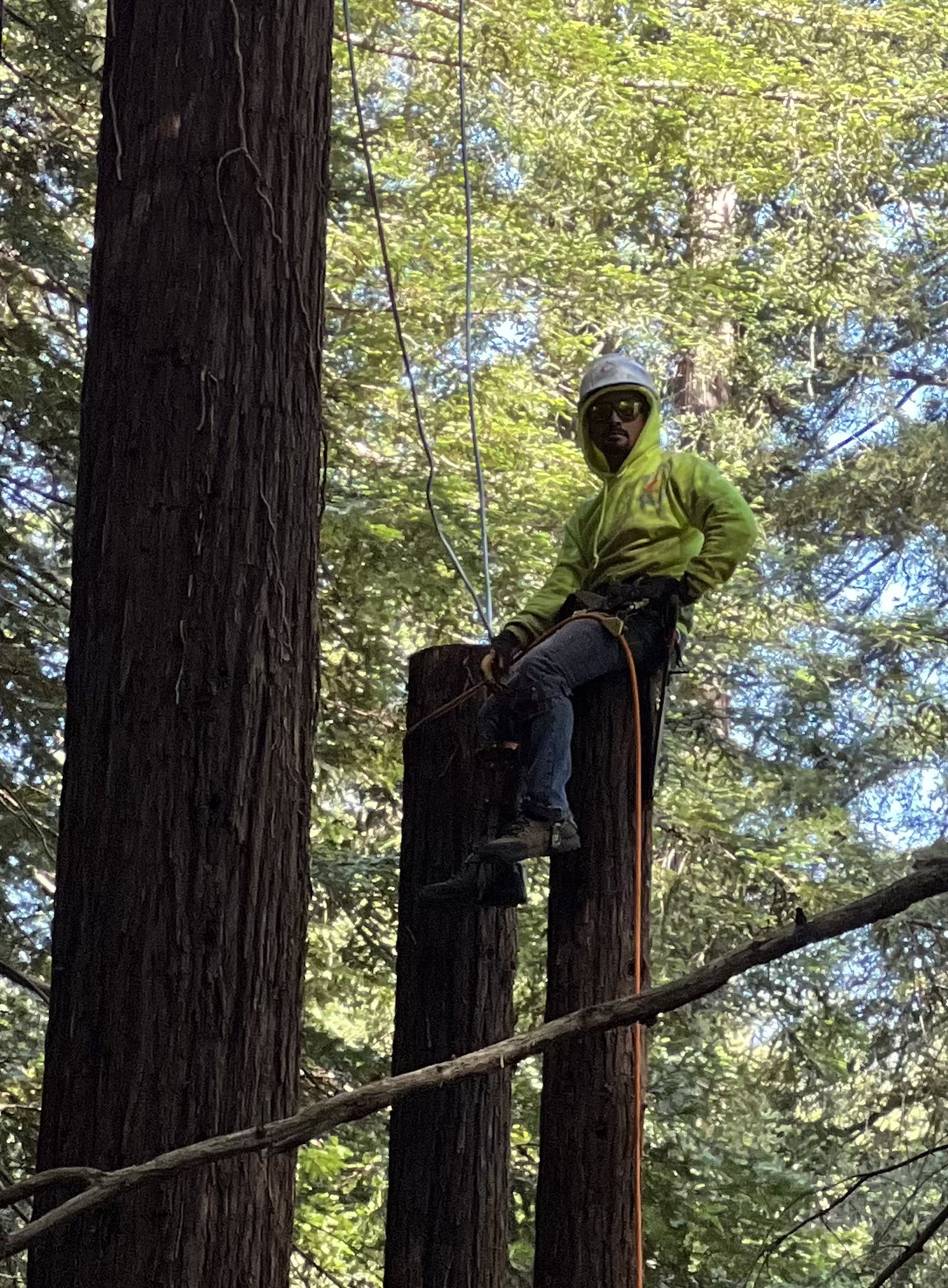 Climber topped out on a bare redwood spar, taking the tree down in sections