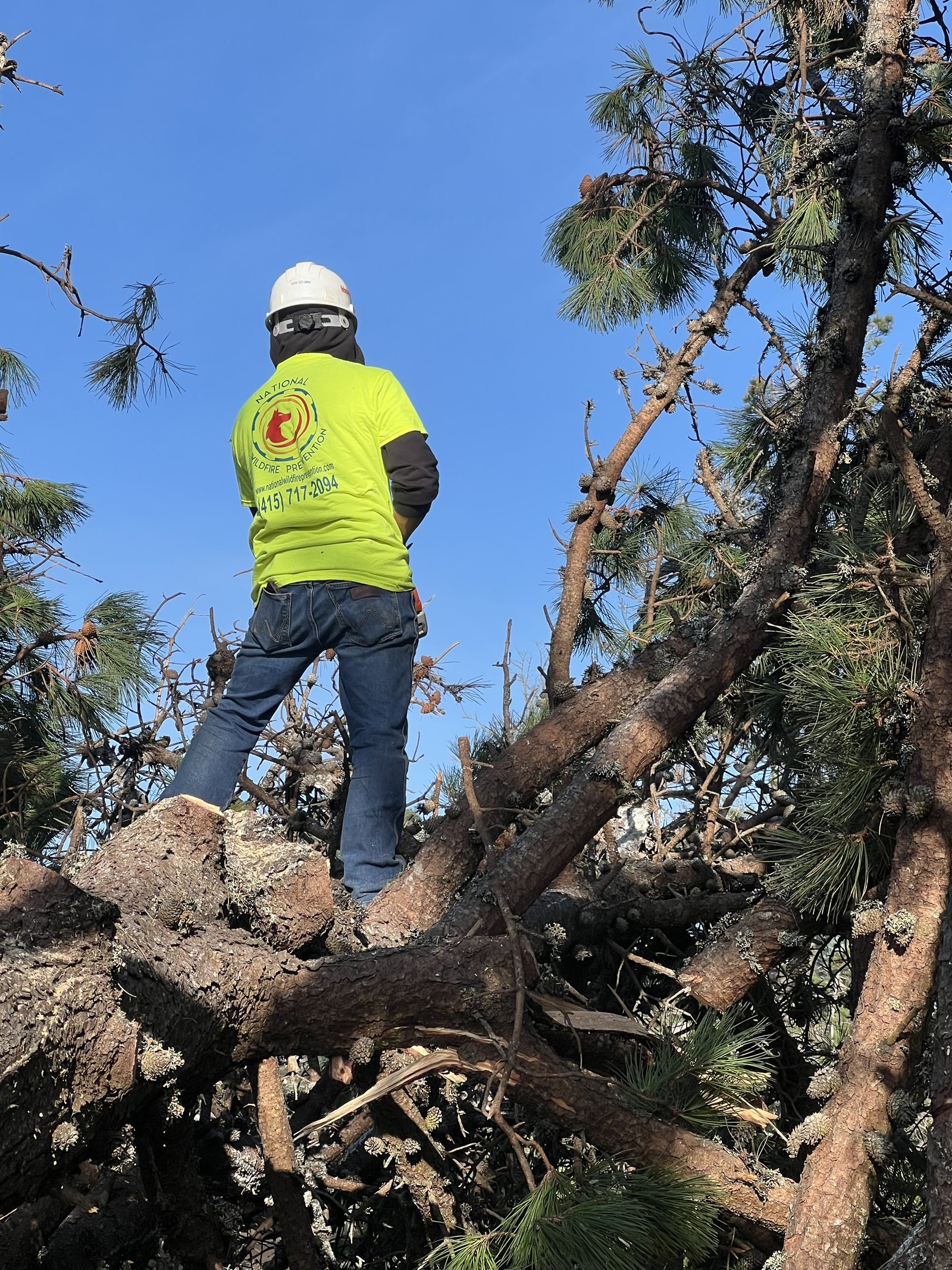 Crew cutting up a fallen trunk after a storm