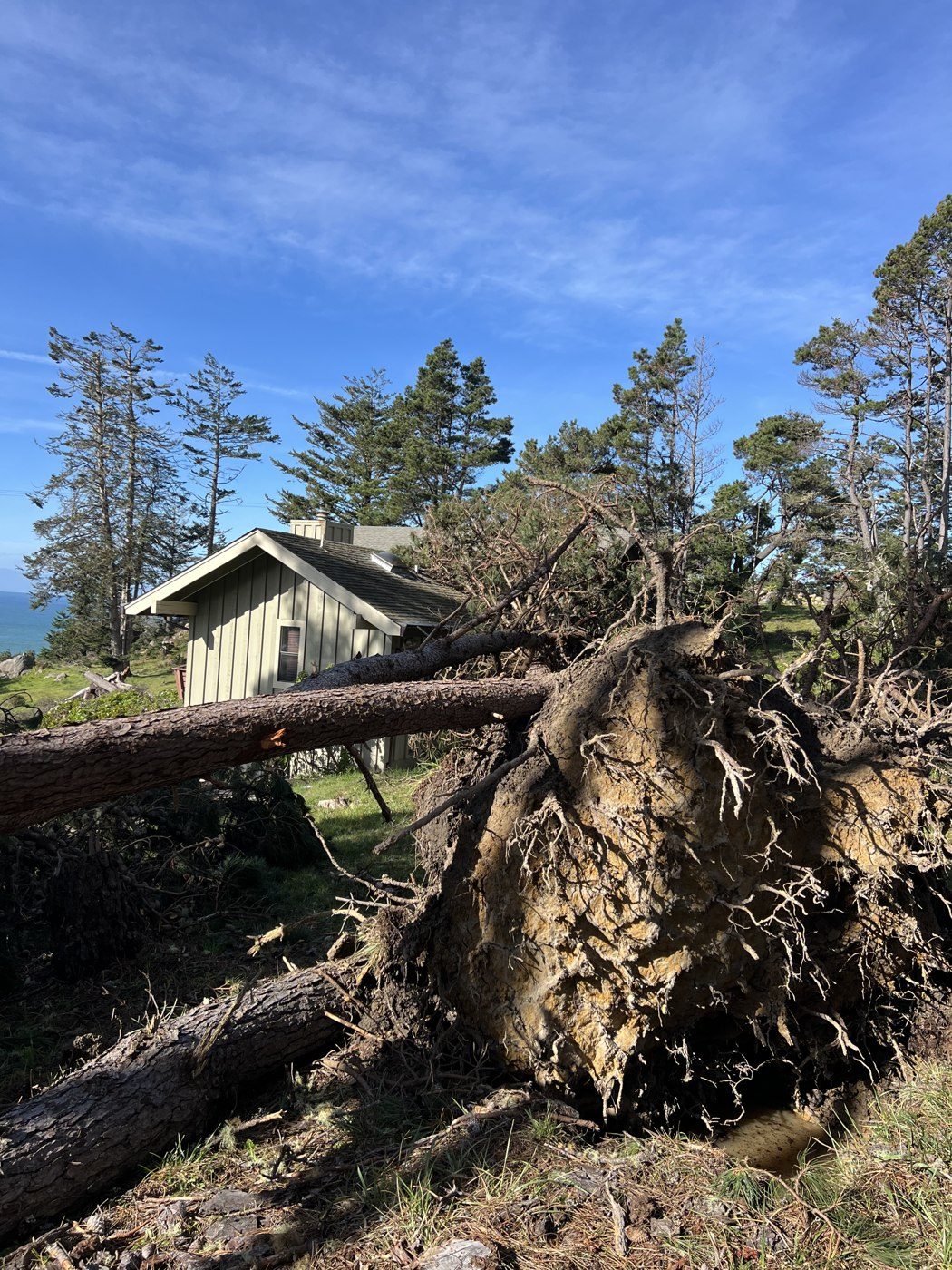 Root ball of an uprooted tree after a storm
