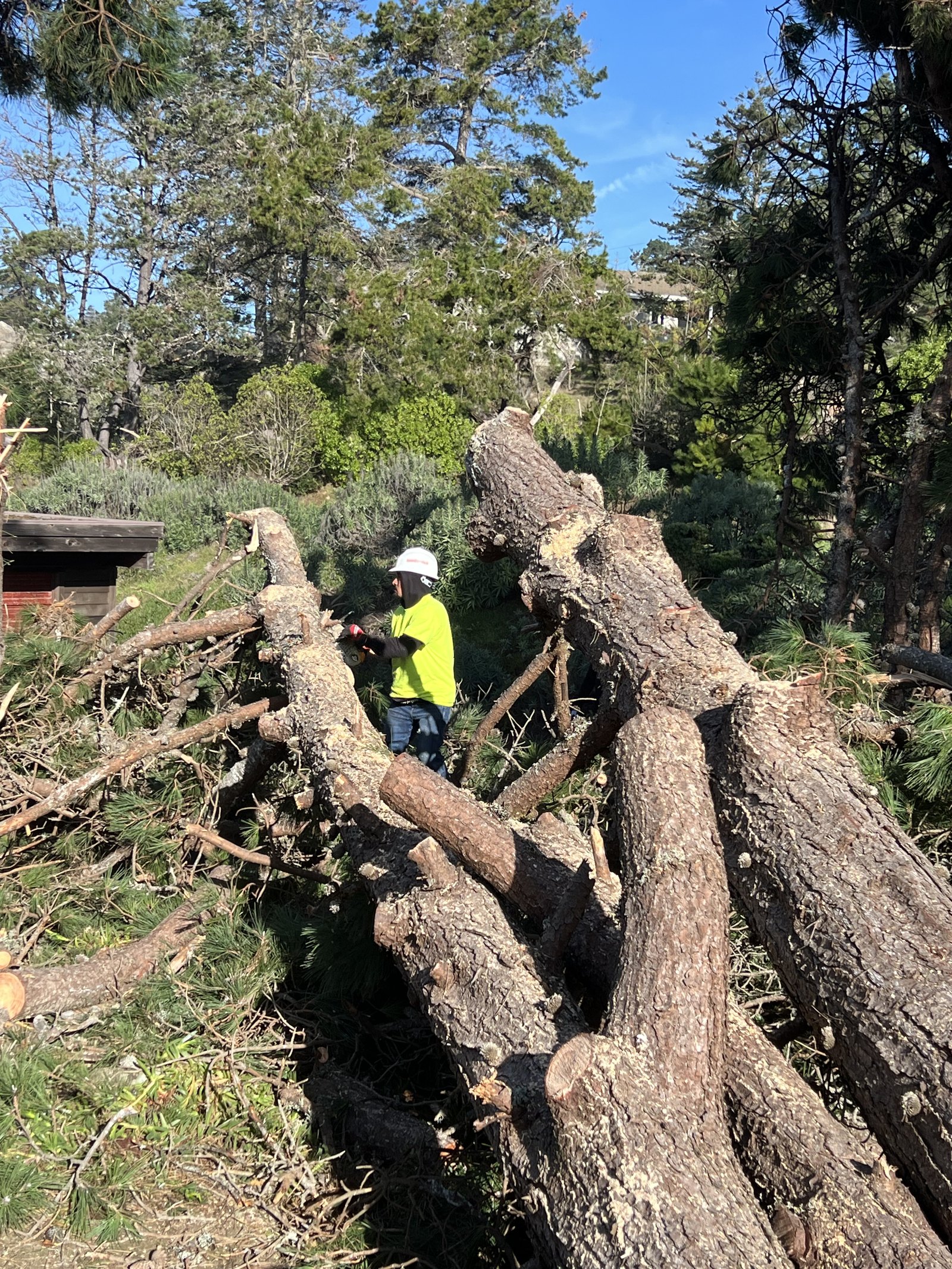 Storm-felled trunks on the ground before cleanup