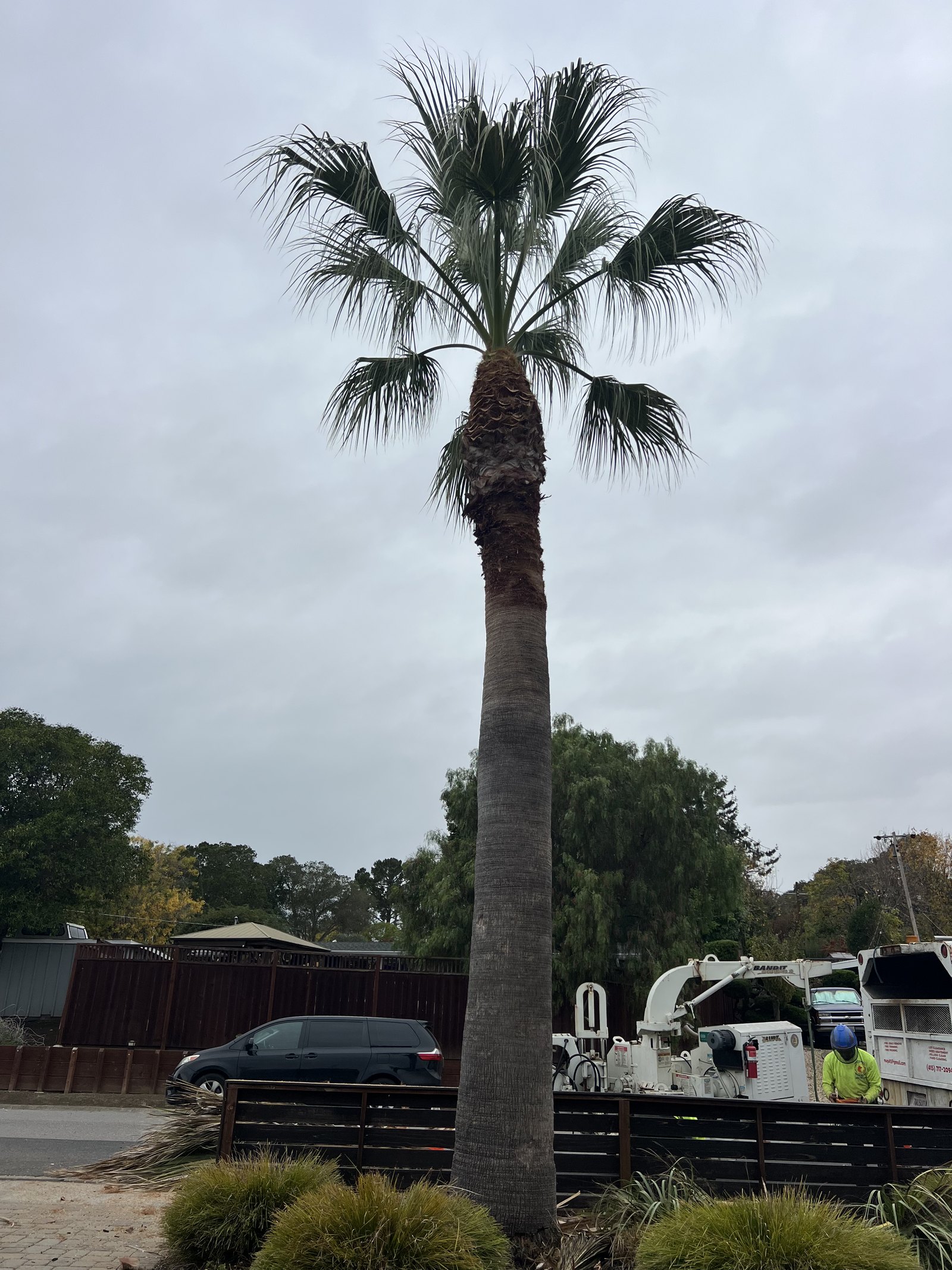 A tall Canary Island palm, freshly pruned, with the truck below