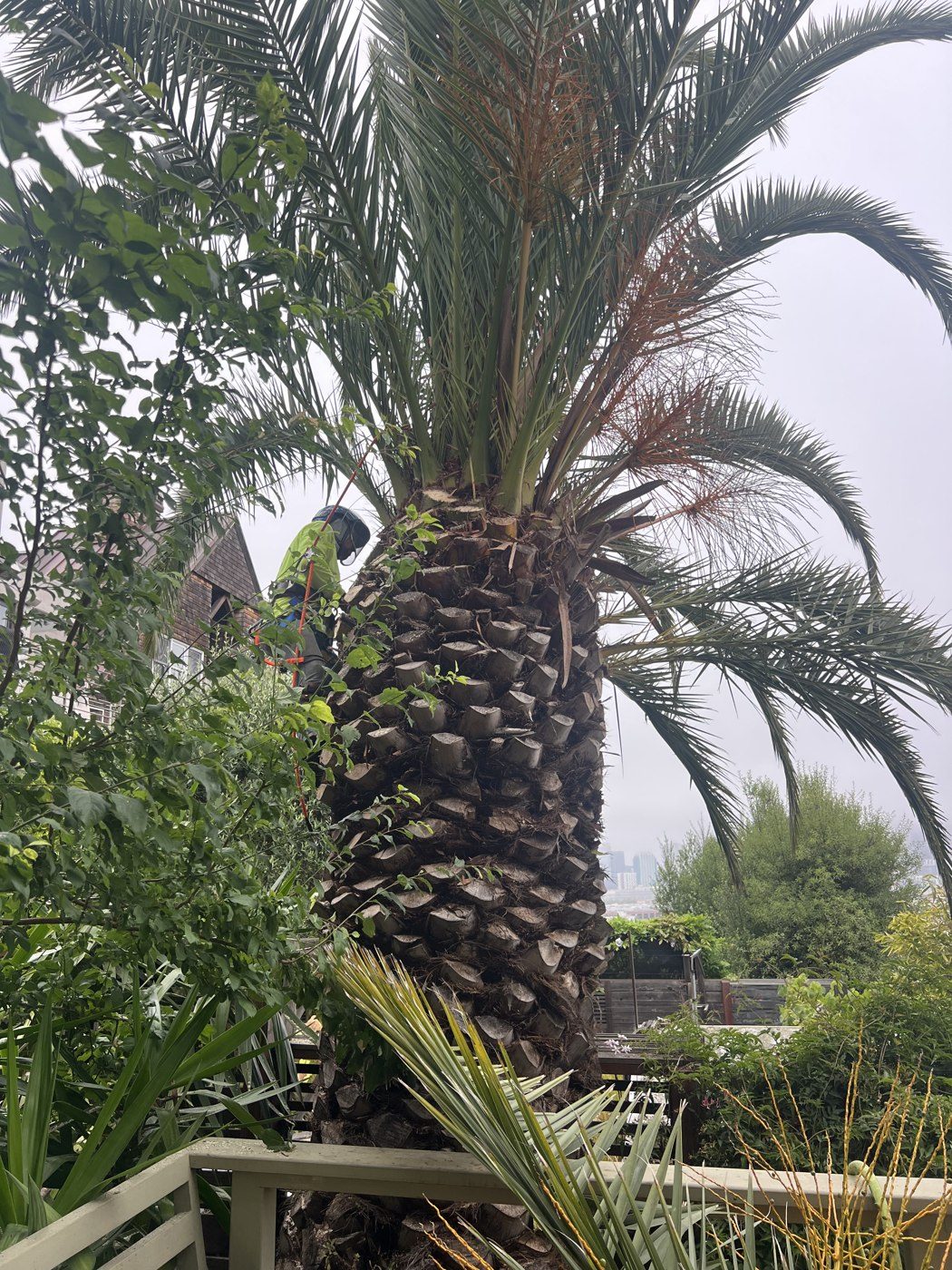 A large Canary Island palm, freshly pruned
