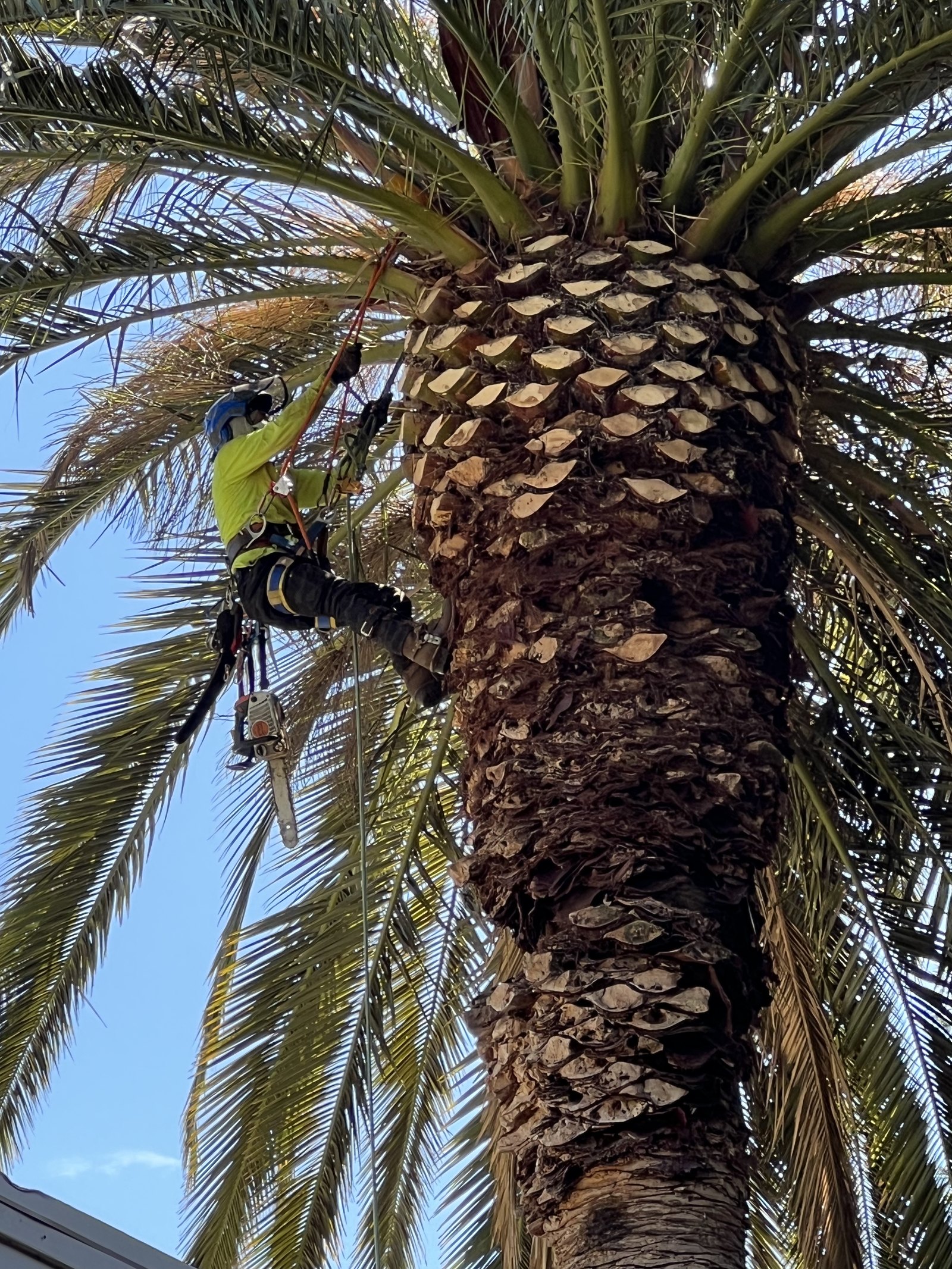 Climber roped in high on a Canary Island palm