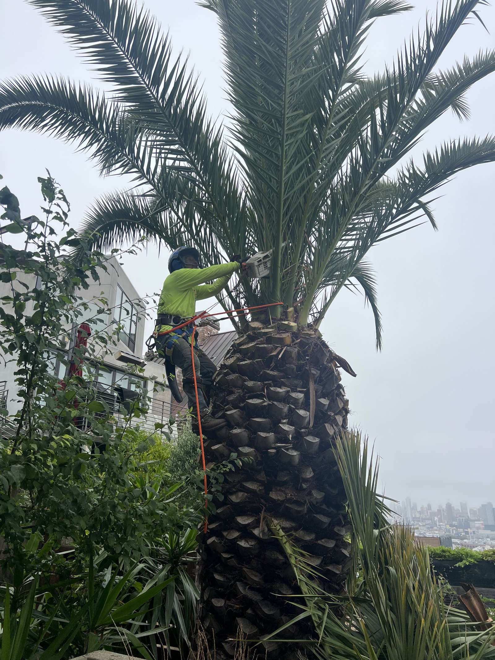 Climber cutting fronds at the crown of a palm