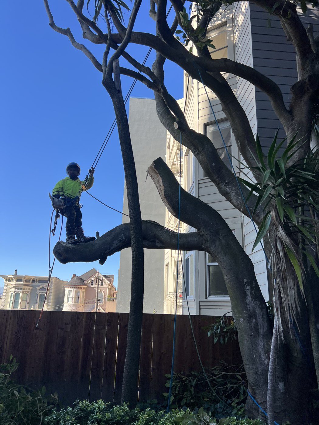 Climber high in a eucalyptus