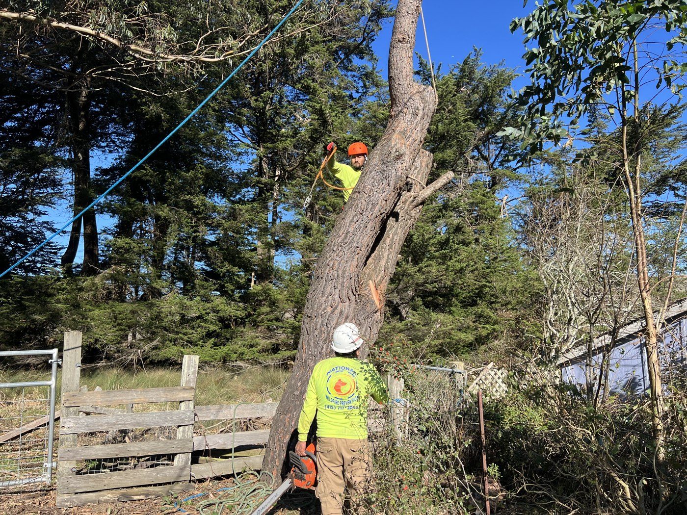 Climber rigging a limb down in sections