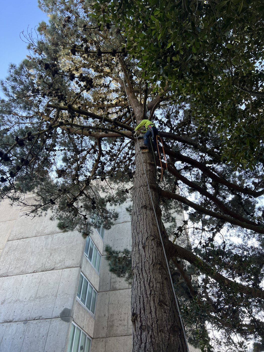 Tall tree removal in progress