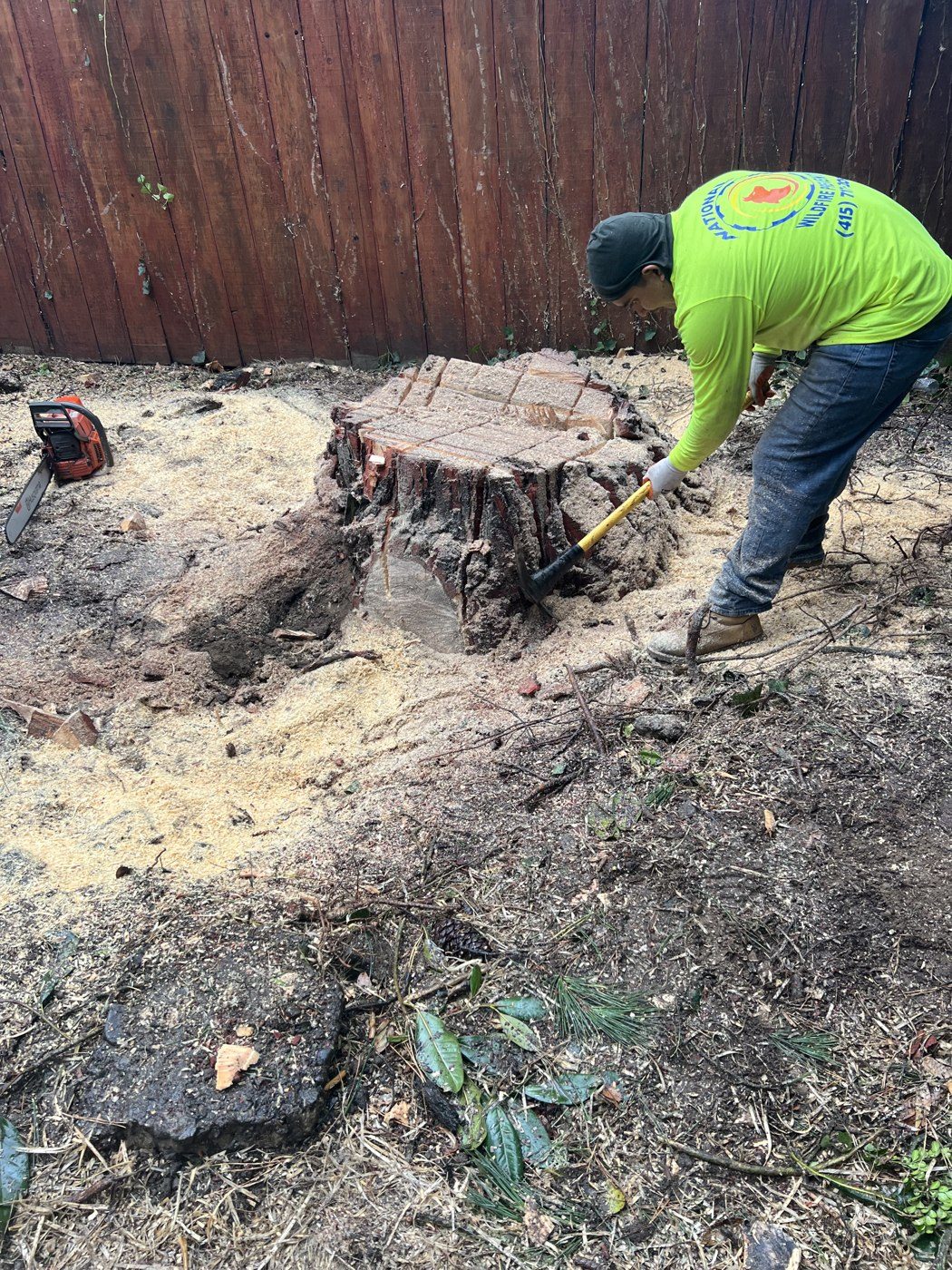 A stump ground flush and cleaned up