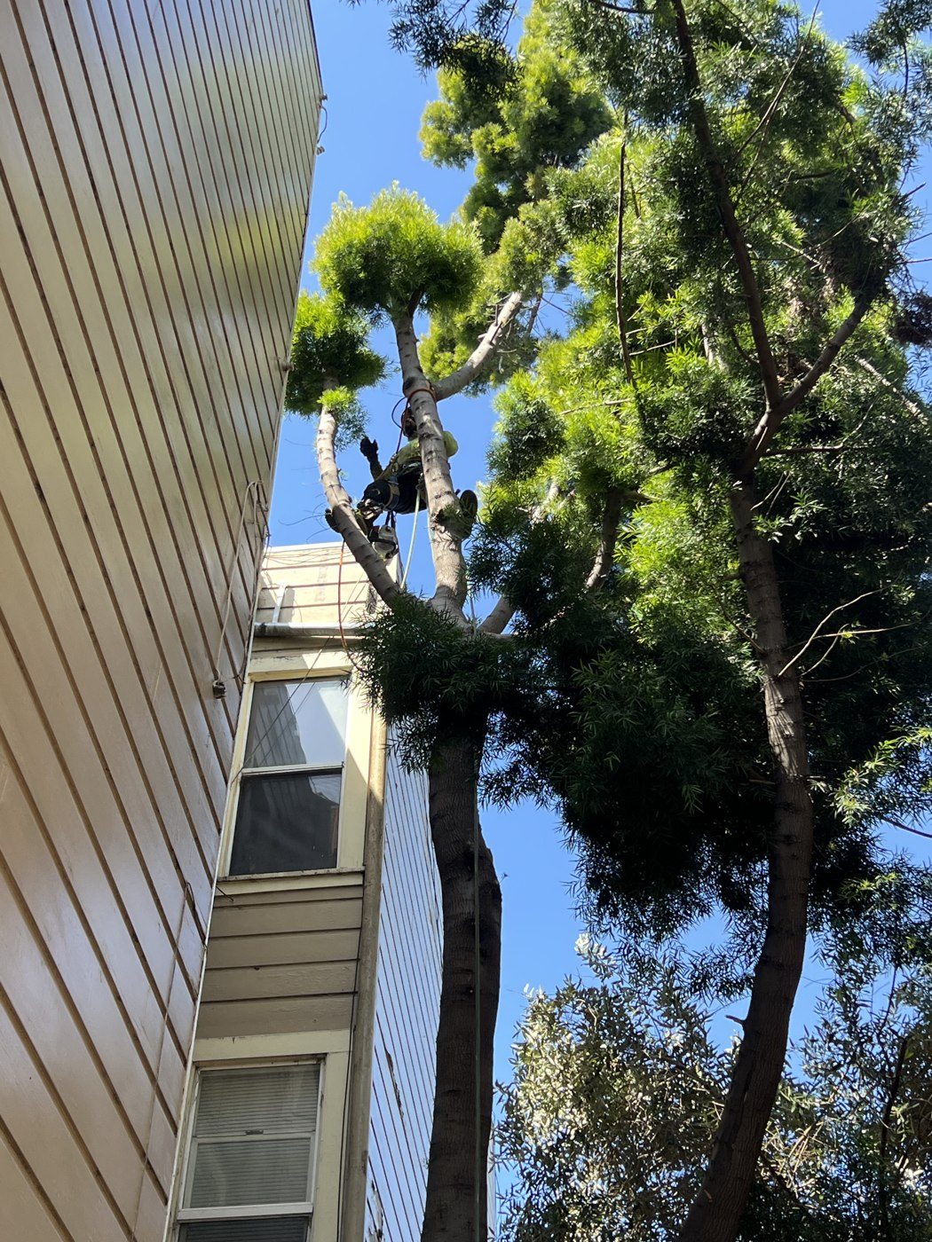 Climber pruning a tree beside a house