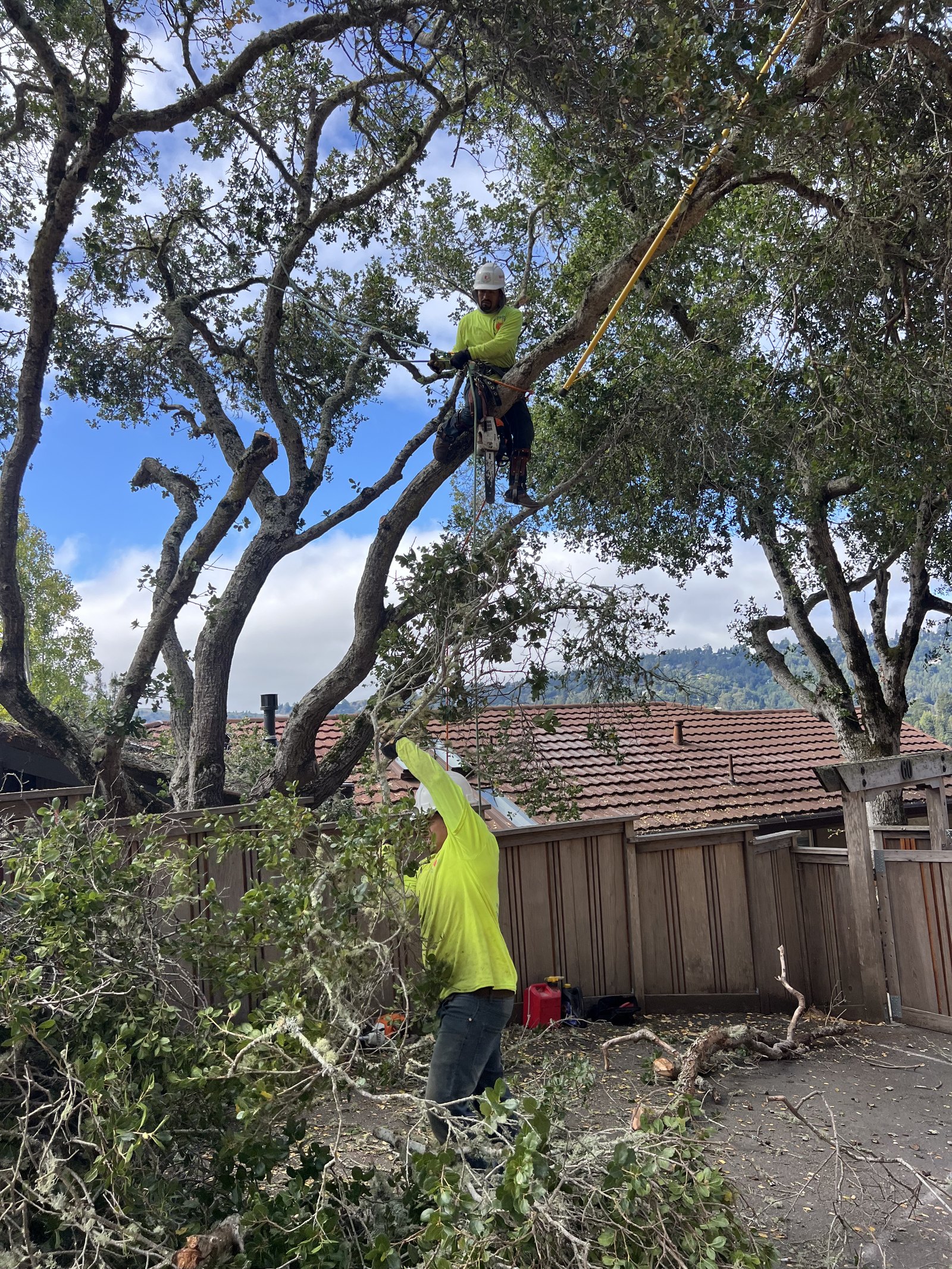 Thinning the canopy of a mature oak