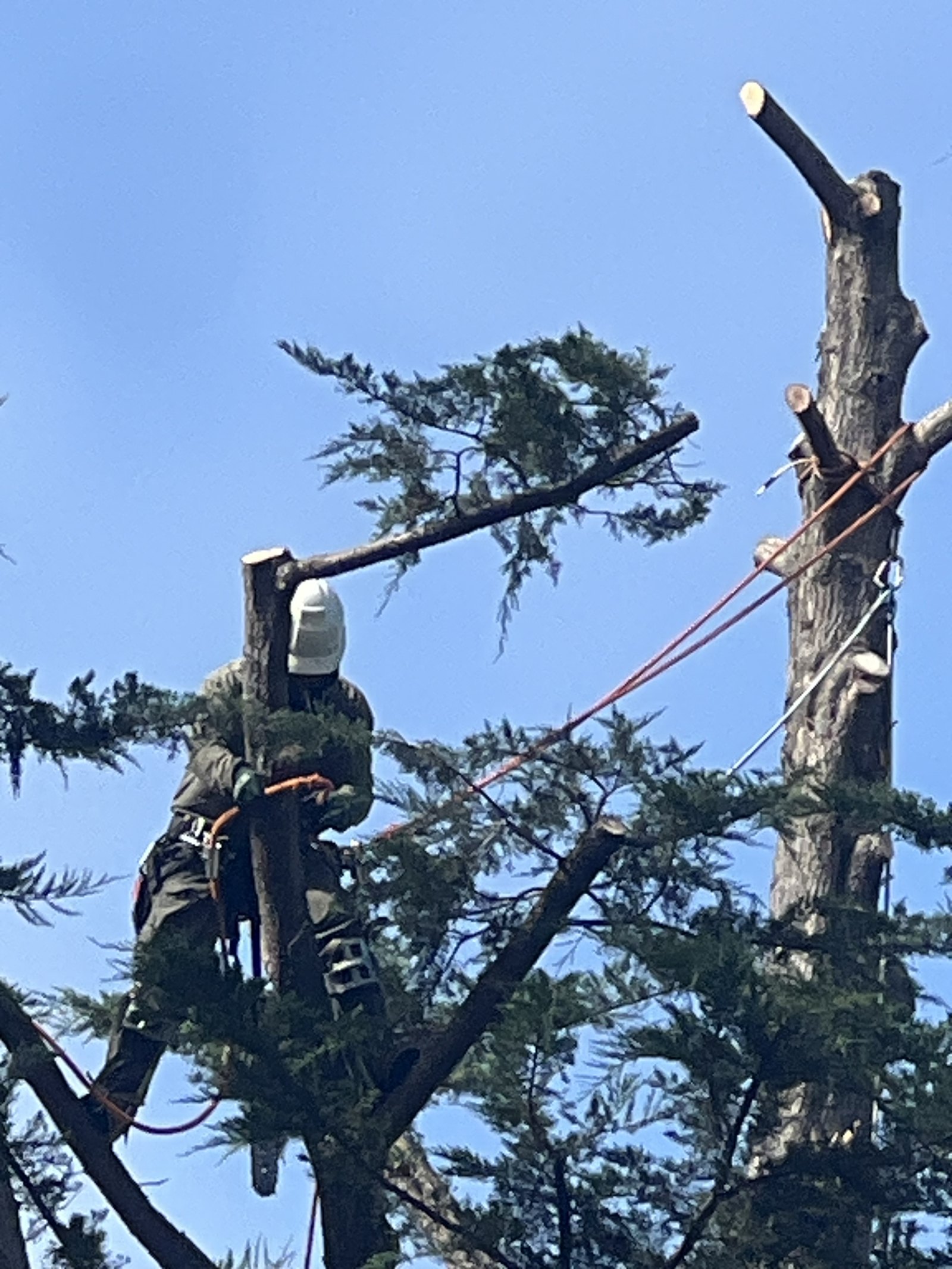 Climber rigging a limb out of a conifer