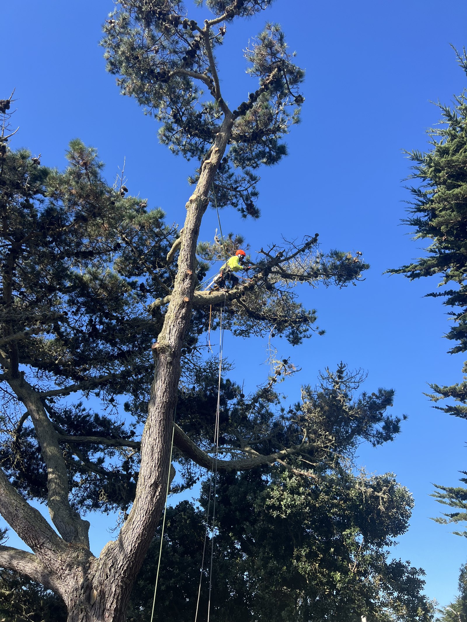 Crew pruning a tall cypress